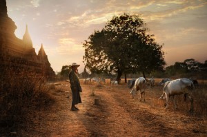 Bagan Cattle Herder