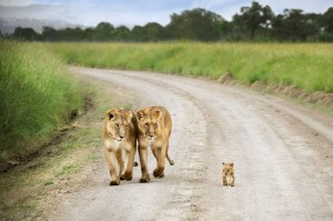Tiny Lion Cub