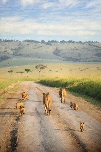 Lion Family Walks Away