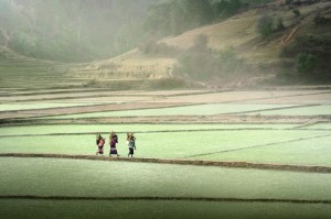 Carrying Wood Through the Rice Fields
