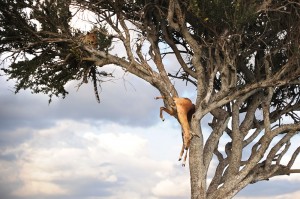 Leopard and Impala Up a Tree
