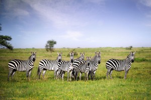 A Group of Zebras