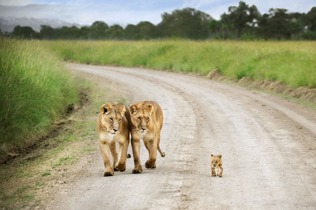 Tiny Lion Cub