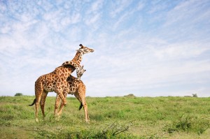 Giraffe Embrace