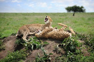Laughing Cheetahs