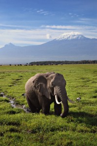 Elephant and Mt Kilimanjaro