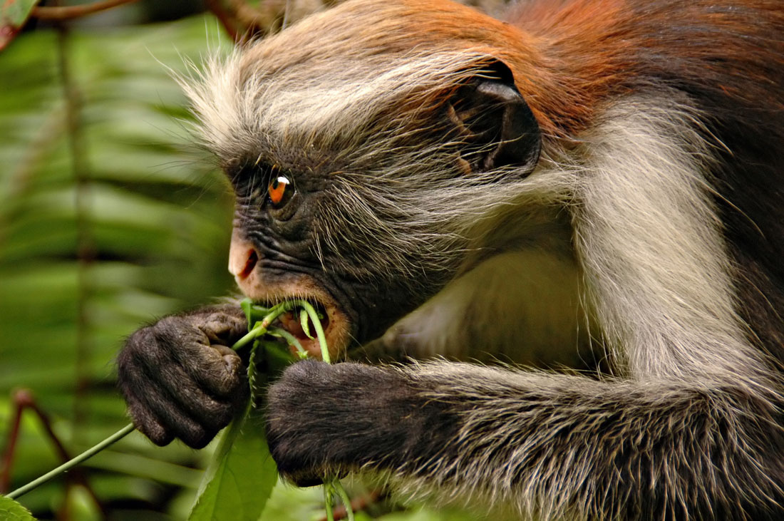 Plenarmøde grad fusionere Red Colobus Monkey Eating