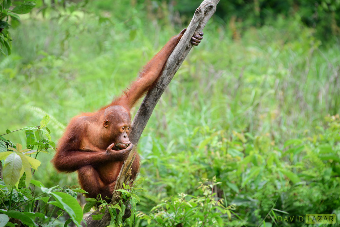 Orangutan in Borneo 2.