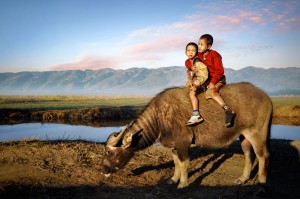 Pet Buffalo