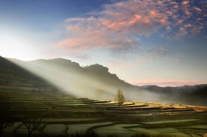 Morning Rays