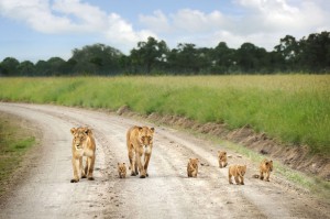 Lion Family