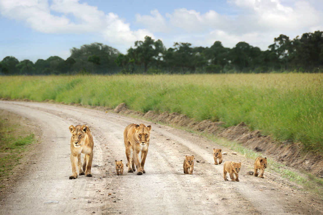 Lion Family