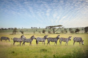 Zebra Stripes