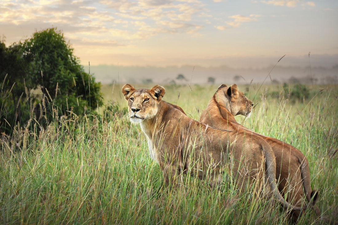 Lionesses
