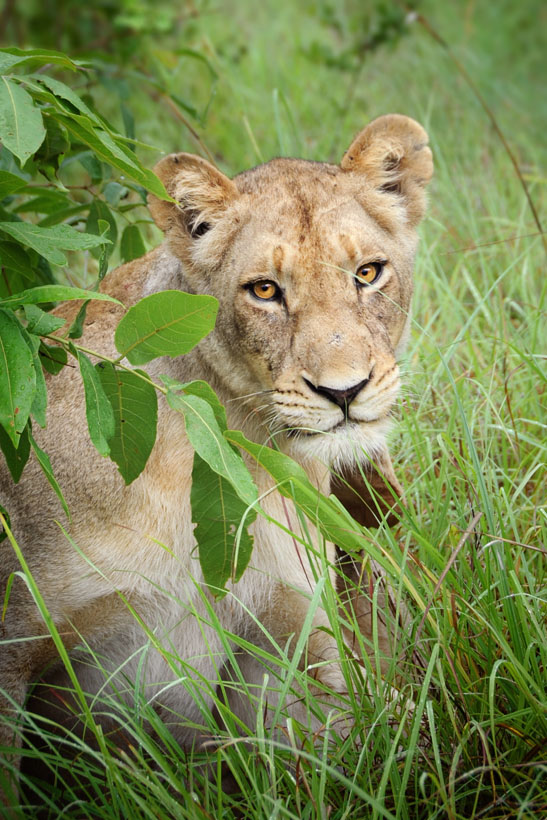 Lioness Portrait