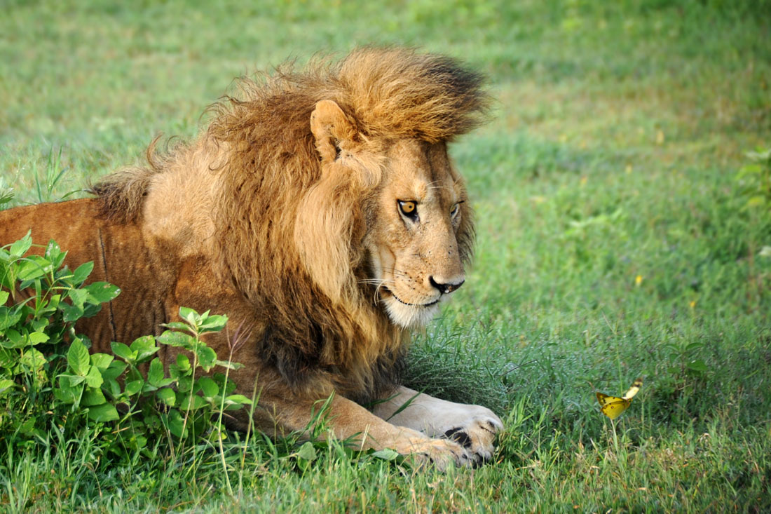 The Lion and the Butterfly