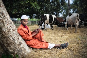 Boy with Cows