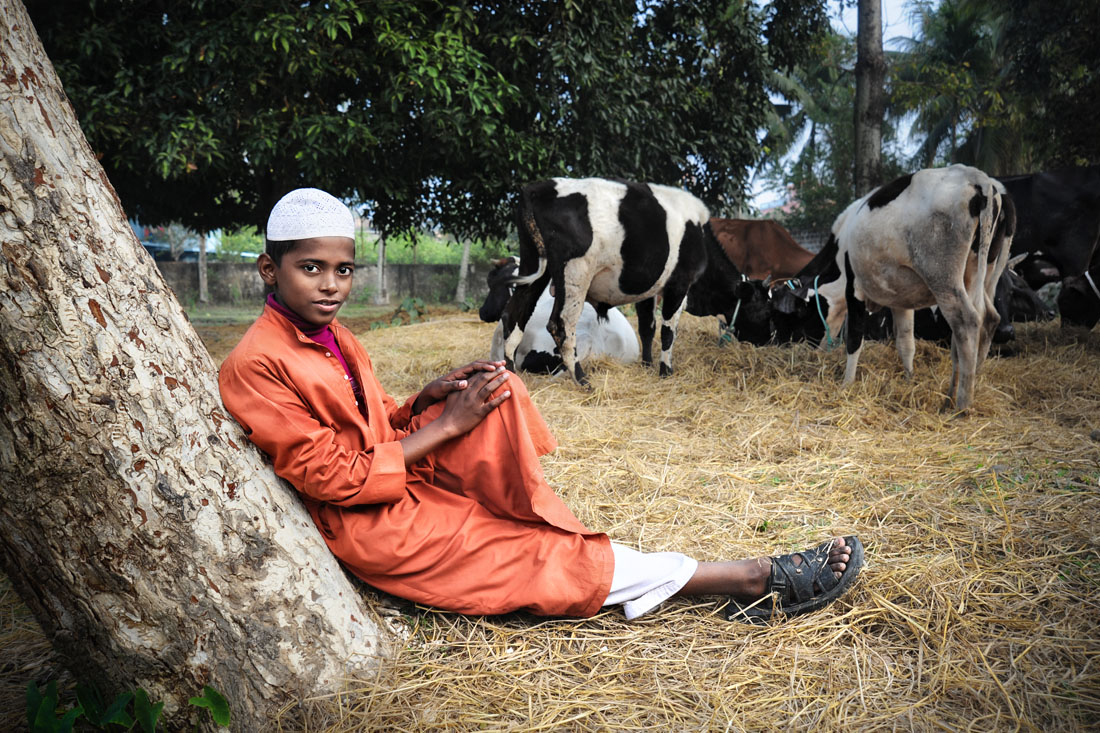 Boy with Cows