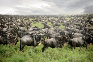 Wildebeest Migration