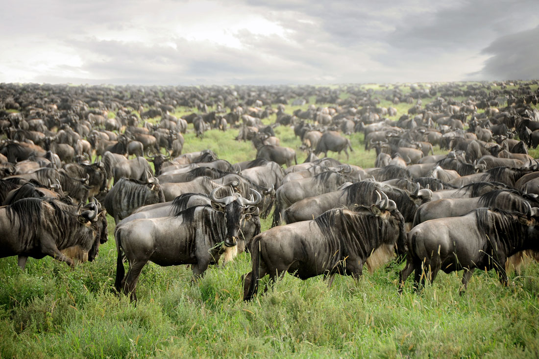 Wildebeest Migration