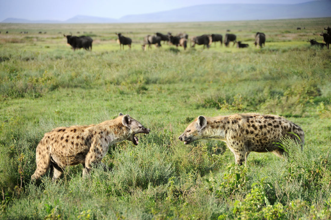Hyena Standoff