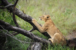 Lioness and Bird