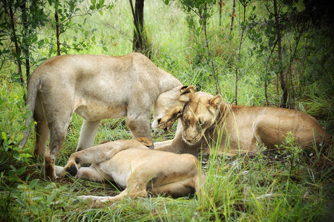 Lions Nuzzle